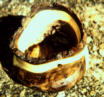 Walnut Bowl, Natural Edge